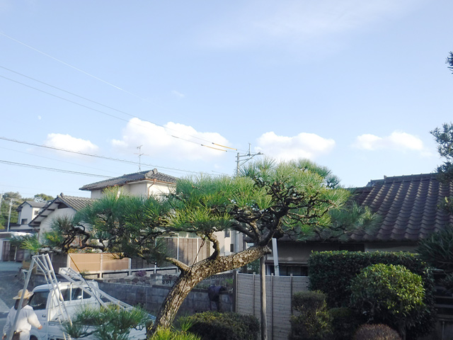 熊本市東区K様邸　松の木剪定作業