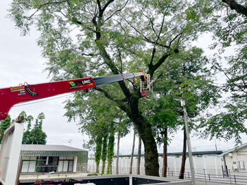 菊池市 保育園の枝打ち作業
