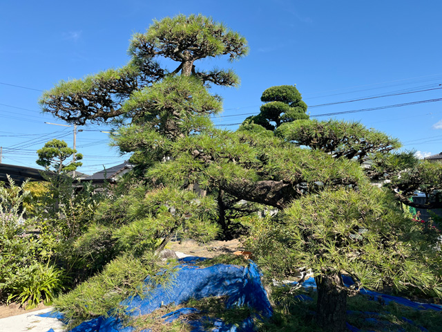 熊本市K様邸　黒松の剪定