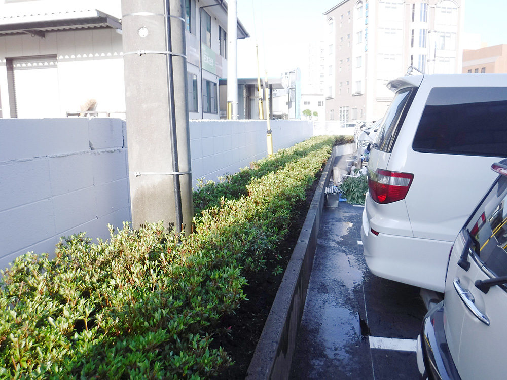 駐車場部分　植栽後　サツキの寄せ植えになります。