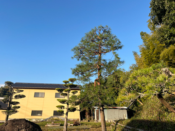 熊本市東区 赤松の定期剪定