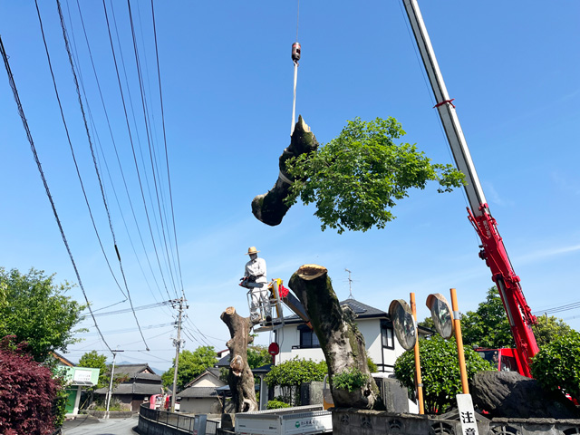 宇城市 樹木の伐採作業