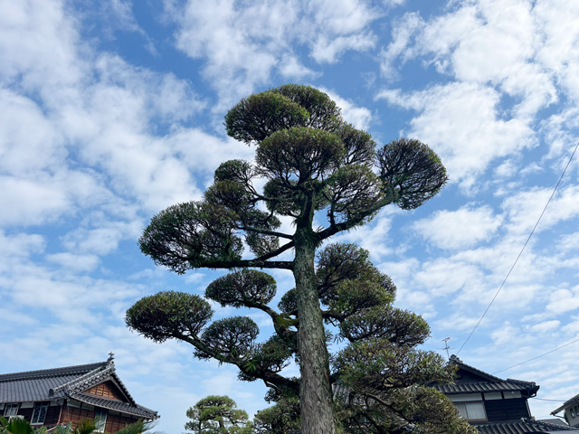 南区 マキの定期剪定