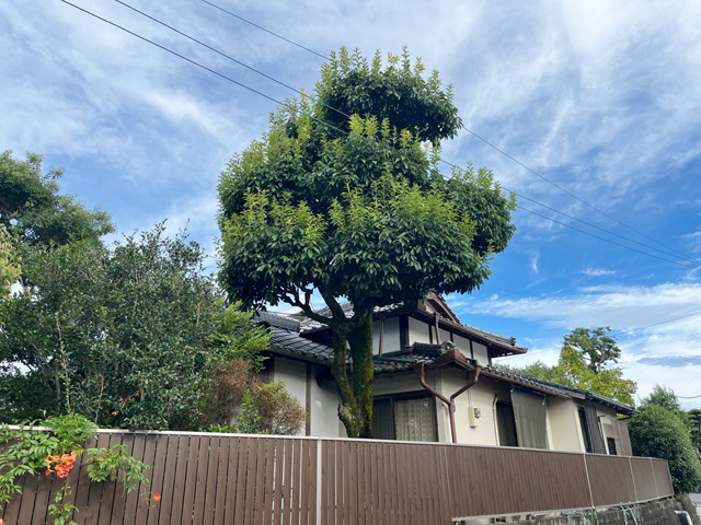 南区 樫の木伐採